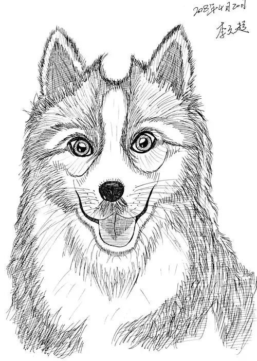 【涂鸦~李文超的钢笔速写】~一只哈士奇