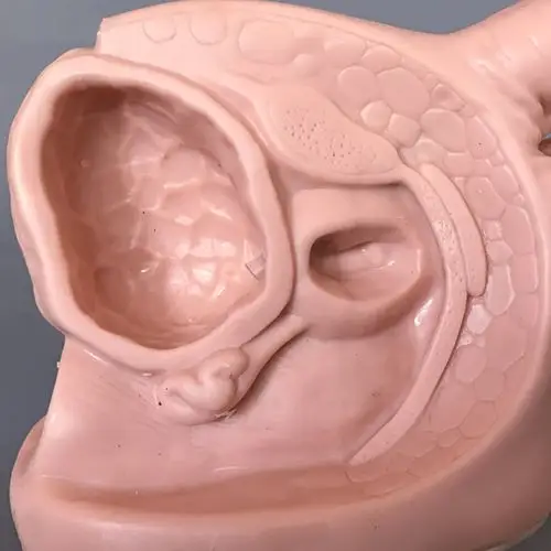 human anatomical advanced male internal & external genital