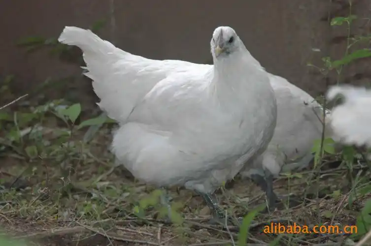 药疗专效-白羽乌骨鸡