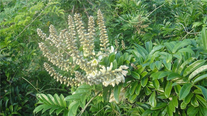 钦州牛大力|钦州牛大力苗