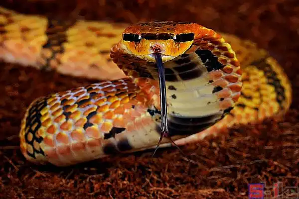 >南美水蛇体长:300cm,颜色:黑色_黄色体型粗大,是游蛇科中的大型品种