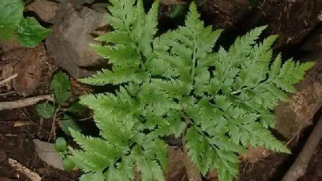 此草叫"蛇不见",是1草药,乡下常有可惜人们却不常用,很可惜