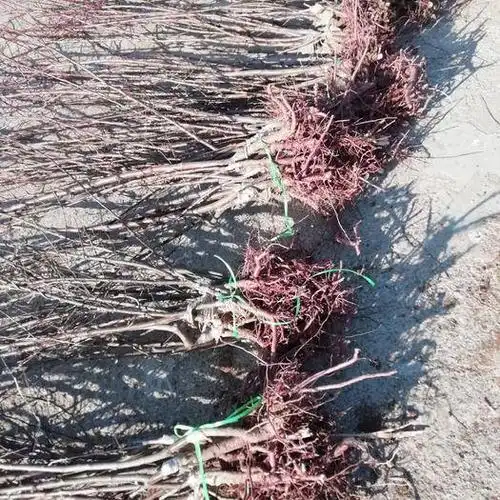 大扁杏苗最新产地行情_大扁杏苗产地行情数据_大扁杏苗批发价格查询