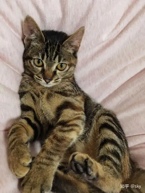 中国特有的狸花猫有多强大