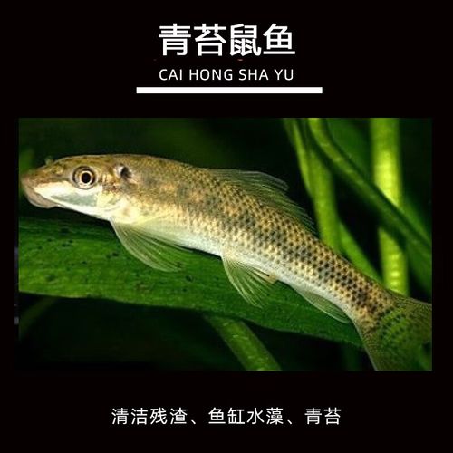 金苔鼠鱼缸清洁工具鱼吃垃圾青苔除藻彩虹鲨热带观赏鱼活体老鼠鱼 4