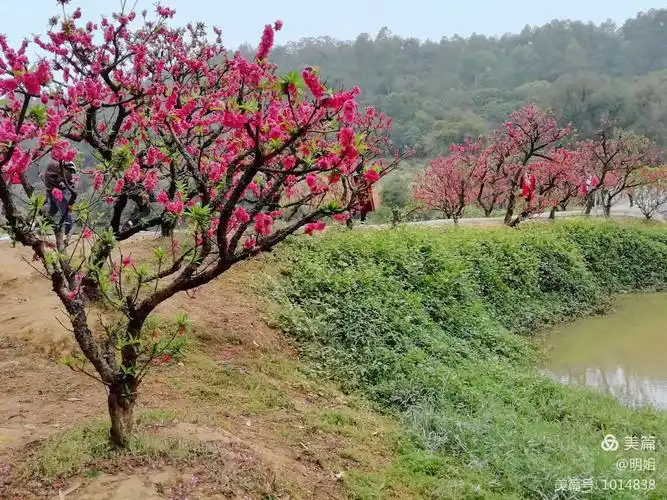 佛山南国桃园 - 美篇