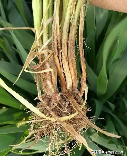 纹枯病防控药肥什么时候使用效果好