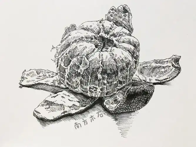 橘子写生线描