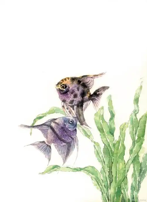 唯美梦幻彩铅的鲸鱼绘画步骤