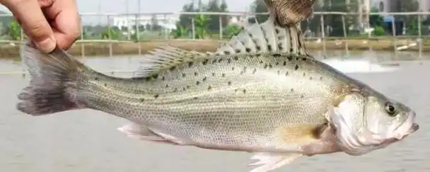 鲈鱼有刺吗 鲈鱼有没有刺 - 新知分享