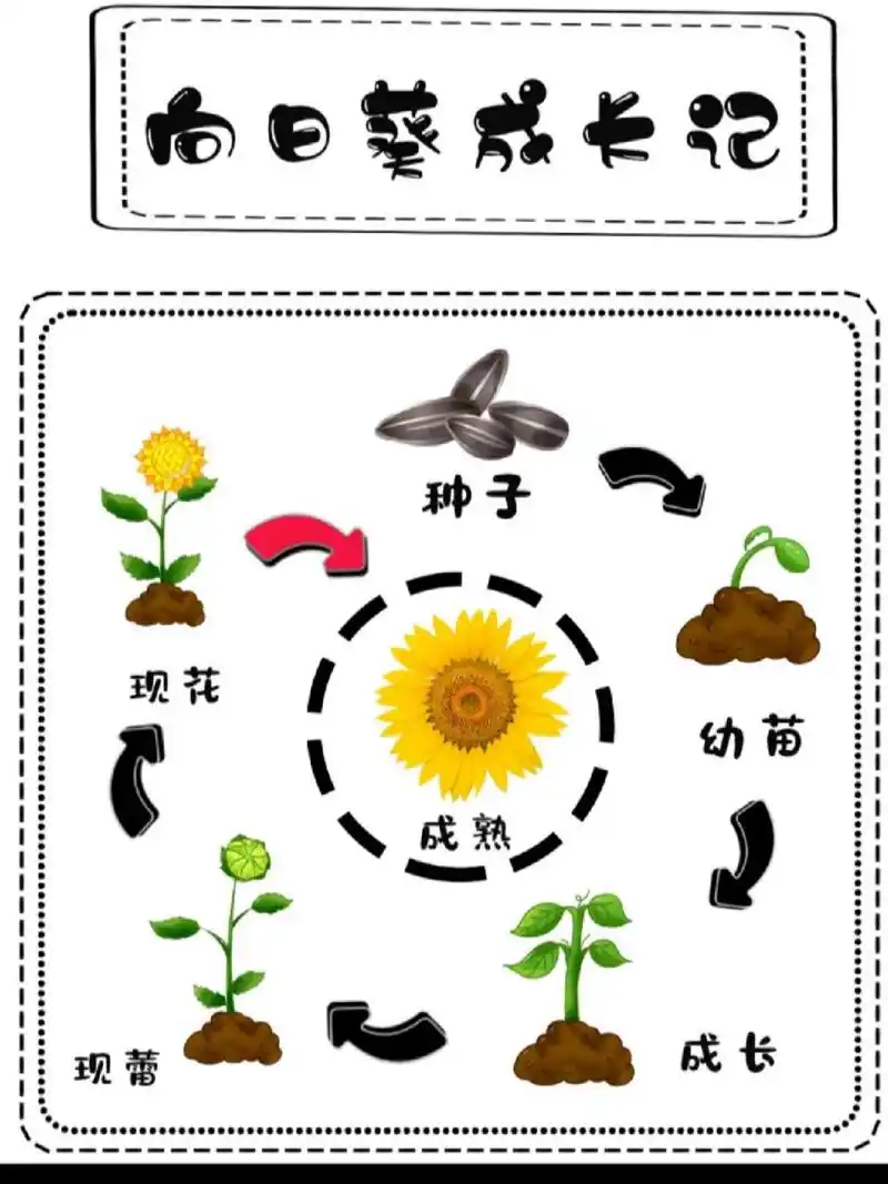 向日葵生长记 向日葵生长记