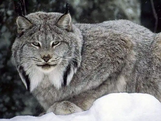 加拿大猞猁物种介绍加拿大留学