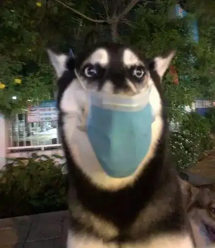 哈士奇出门太吵,于是主人给它带了个口罩,结果.太沙雕了!