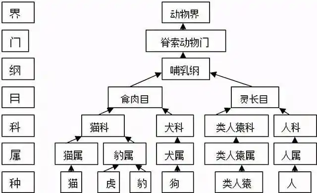 动物按等级分为界,门,纲,目,科,属,种,麻雀是鸟纲文鸟科麻雀属下27种