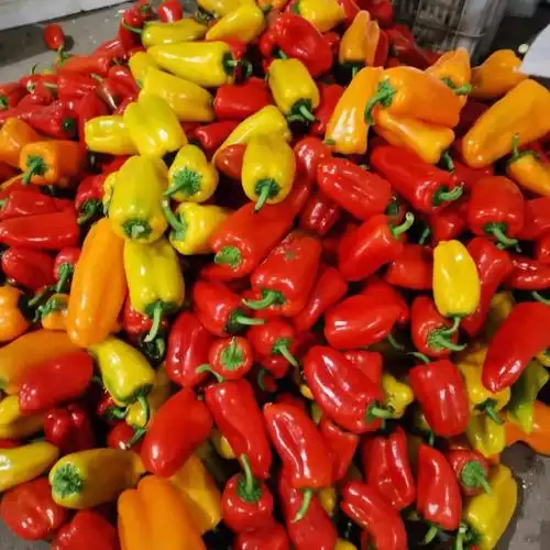 山东新鲜五彩迷你水果甜椒生吃小彩椒沙拉蔬菜迷你甜椒精选果5斤