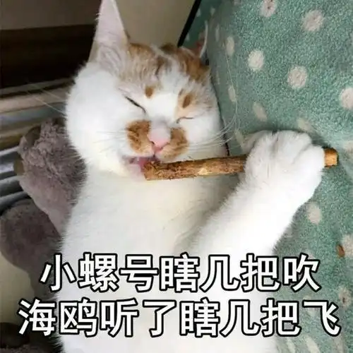 那只被人用枪指着的网红猫走了,请记住它叫楼楼!