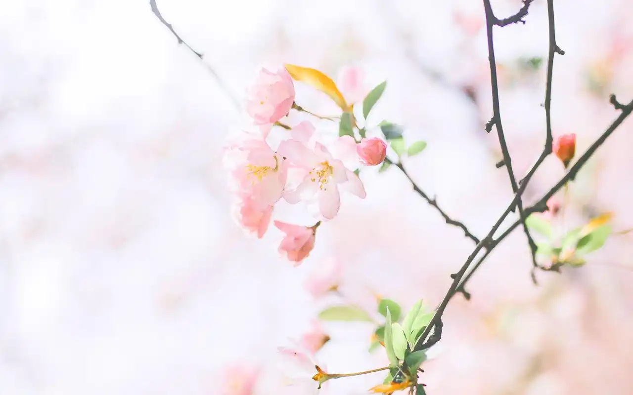 绿色小清新风景电脑桌面壁纸