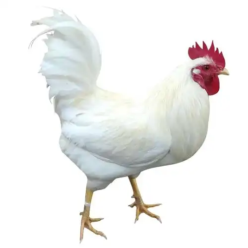 纯白无杂毛白大公鸡活体 正宗药引公鸡 农家散养鸡 白色大活鸡