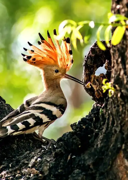 戴胜鸟在逆光的照射下戴胜鸟的冠羽似火炬般的漂亮