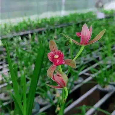 建兰剑叶红1苗1芽包邮 - 中国兰花交易网