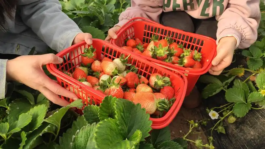 尉氏县大桥乡草莓园里笑声多