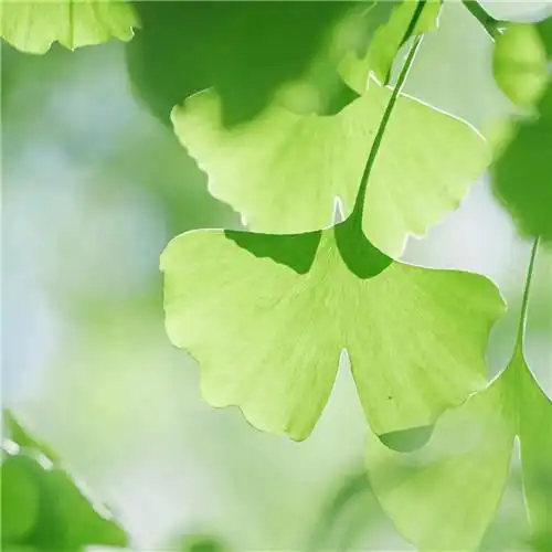 绿叶头像图片大全 清新唯美的绿叶图片微信头像_微信头像_头像屋