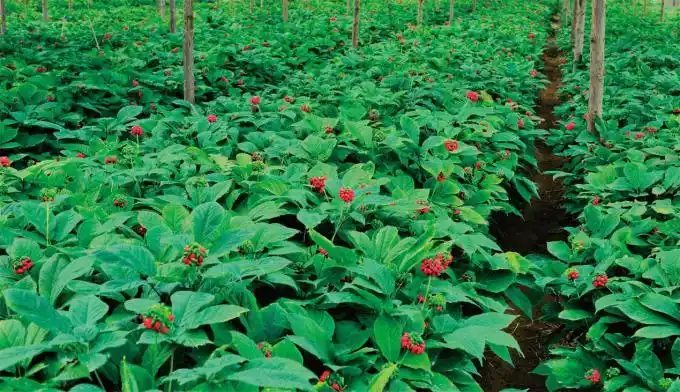 开花的西洋参.【图片=《金桥》杂志提供】