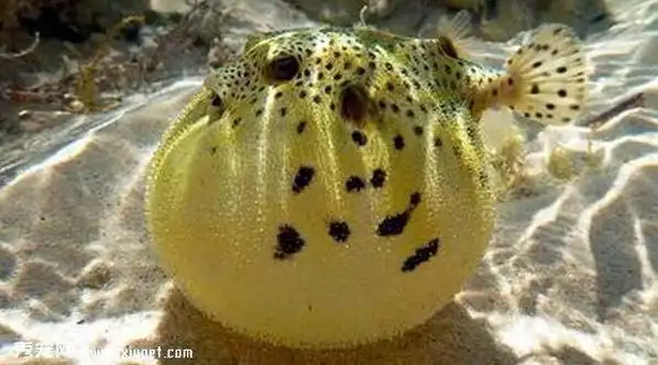 绿河豚_绿河豚有毒吗