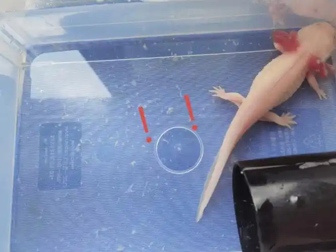 一开始以为是水霉,但是又不是,是从身上掉下来的白絮絮#六角恐龙鱼