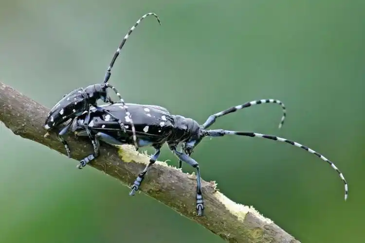上几张啃吃树皮的牛角虫(求学名)