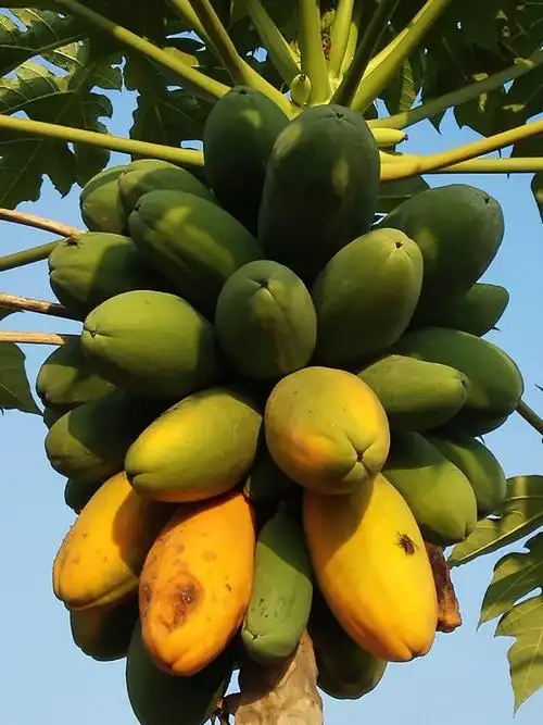 农场的木瓜林,一排排,一行行,小小的木瓜树,结了多多的果实,太棒了!