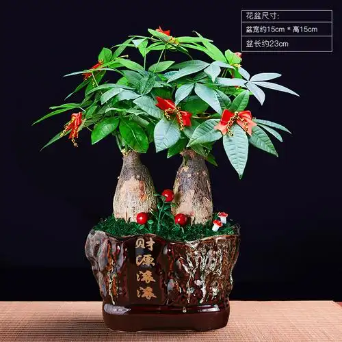 发财树收银台招财室内大型绿植开业送礼前台大号金钱树四季常青