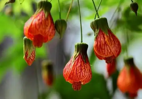 农村山里的吊金钟两年开一次花治肾虚疗效好配上绿茶更美味