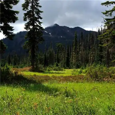 树木茂密的雨林唯美图片头像