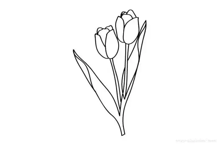 春天的植物郁金香简笔画