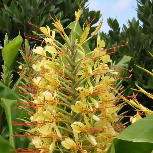 p>红丝姜花(学名: i>hedychium gardnerianum