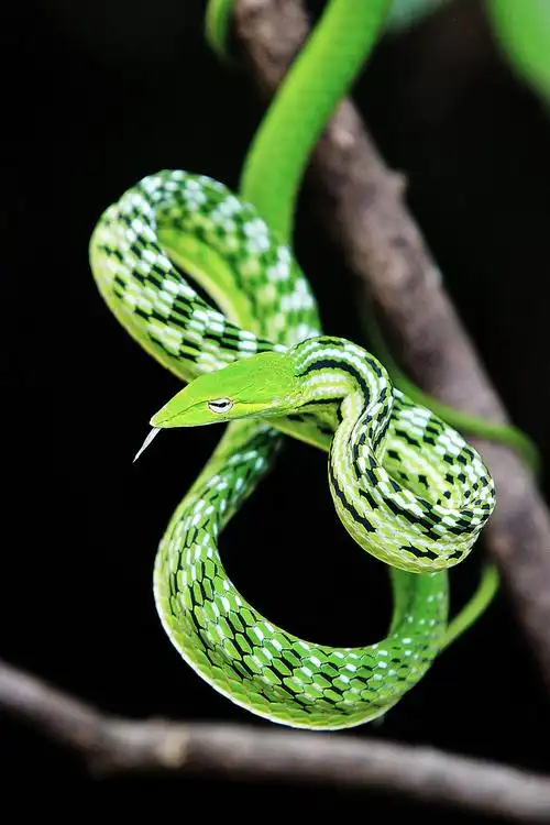 绿寿蛇 动物 蛇 绿色 爬行动物 生态 罗浮山 惠州