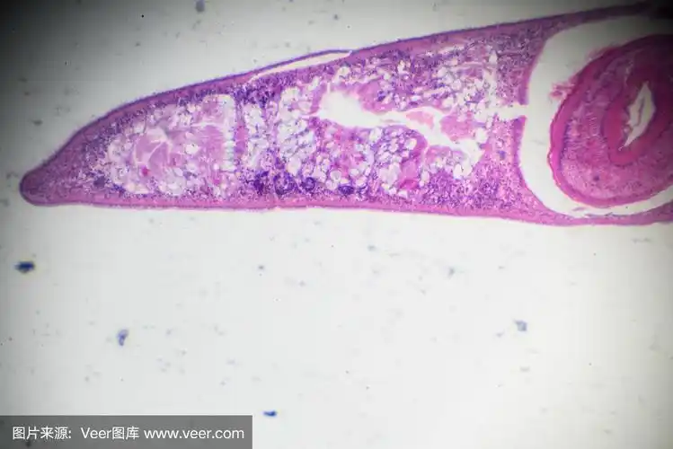 涡虫光镜下横切面