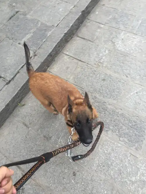 三个月大马犬出售