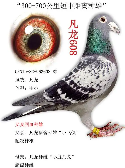 首 页  铭 鸽  新鸽上架  推荐铭鸽  定价鸽  信鸽拍卖 黄金配对