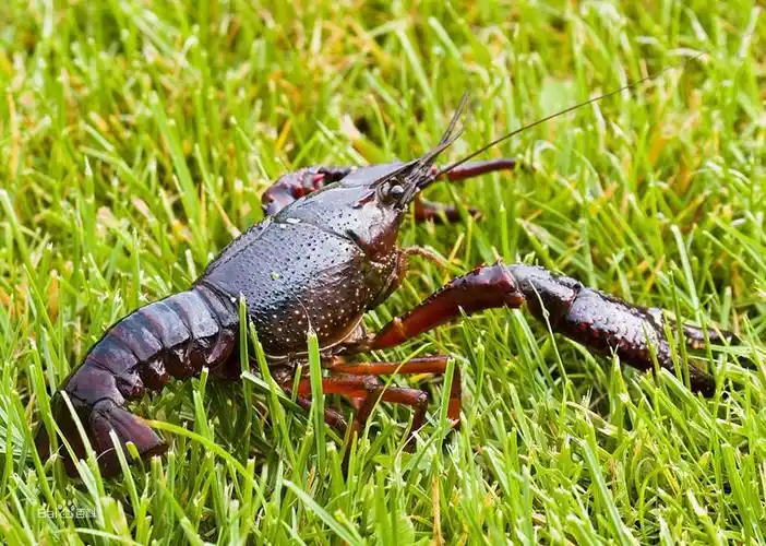 小龙虾(甲壳纲螯虾科水生动物)