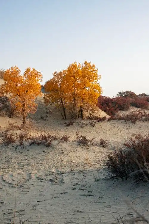 沙漠/胡杨