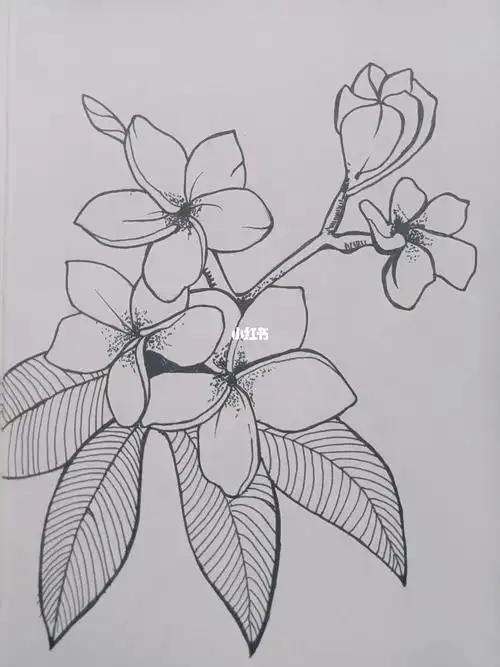 控笔练习第42天鸡蛋花又名缅栀子