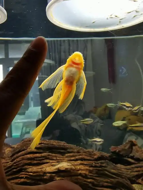 出4个蓝眼黄金大帆胡子