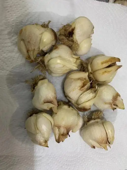 为什么买的郁金香种子像大蒜00