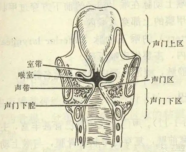 【共享】喉癌的ct表现 [病例帖]