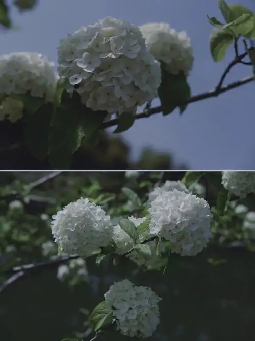 去羊山公园看木绣球吧