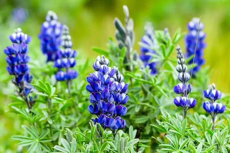 蓝色_山_花_羽扇豆属_普通_名字_蝶形花科_蓝花_高地_安迪斯山脉_高清