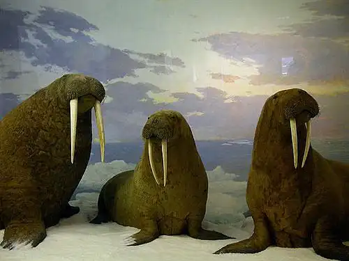 walruses | flickr – 相片分享!