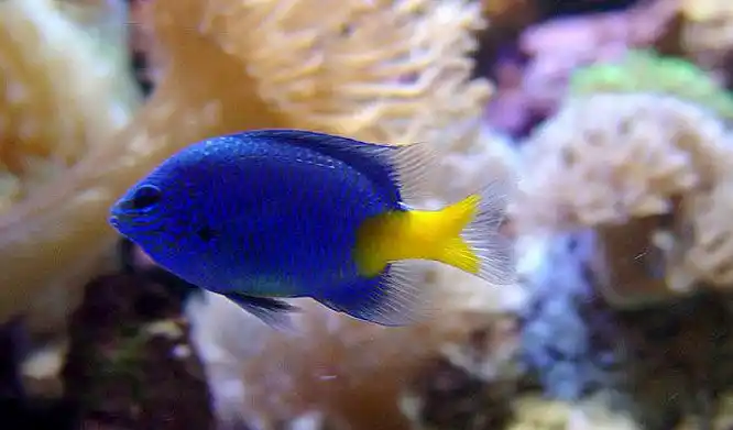 蓝魔鬼鱼图片 观赏鱼图片[3/9]_动物_美桌网